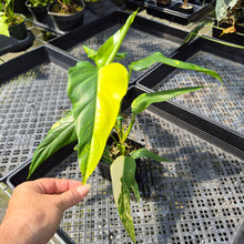 Load image into Gallery viewer, Philodendron Domesticum Variegated exact plant, Fedex 2day*