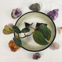 Load image into Gallery viewer, Philodendron Gigas 2.5" pot, Fedex 2day*