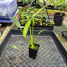 Load image into Gallery viewer, Monstera marilyn variegated, Exact Plant Ships Nationwide.