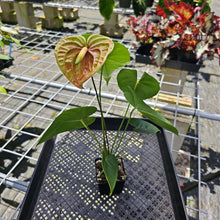 Load image into Gallery viewer, Anthurium Veronica, green, speckled, Exact Plant