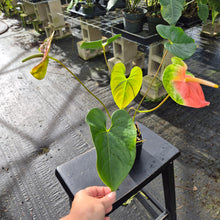 Load image into Gallery viewer, Anthurium Anuenue Obake bicolor pink / green 4" pot, Fedex 2day*