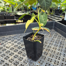 Load image into Gallery viewer, Philodendron Hederaceum Micans Aurea, Exact Plant Variegated Ships Nationwide