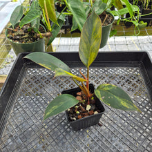 Load image into Gallery viewer, Philodendron Red Congo, Exact Plant Variegated Ships Nationwide