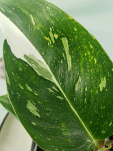 Load image into Gallery viewer, Philodendron White Princess, Exact Plant Variegated
