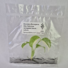 Load image into Gallery viewer, Monstera Borsigiana Albo Deliciosa variegated tissue culture 2DayAir
