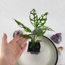 Load image into Gallery viewer, Monstera Obliqua Peru, Exact Plant Ships Nationwide