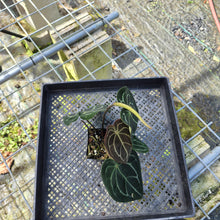 Load image into Gallery viewer, Anthurium Besseae AFF x Forgettii White Stripe, Exact Plant
