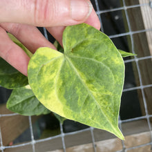Load image into Gallery viewer, Anthurium Clarinervium Variegated exact plant, Fedex 2day*