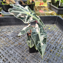 Load image into Gallery viewer, Alocasia Polly Snowflake Pink variegated 2.5" pot, Fedex 2day*