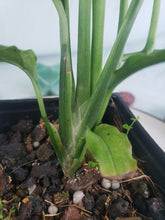 Load image into Gallery viewer, Obliqua Peru, exact plant, Monstera, ships nationwide