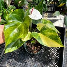 Load image into Gallery viewer, Anthurium Andraeanum White Heart, Exact Plant Variegated Ships Nationwide