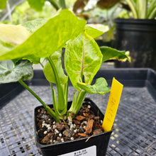 Load image into Gallery viewer, Syngonium Mango Allusion, Orm Thong, Exact Plant Variegated Ships Nationwide