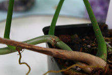 Load image into Gallery viewer, Philodendron Quercifolium, exact plant, ships nationwide