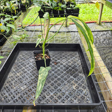 Load image into Gallery viewer, Philodendron Holtonianum Variegated 4" pot, Fedex 2day*