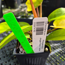 Load image into Gallery viewer, Philodendron Jungle Fever Yellow, Exact Plant Ships Nationwide