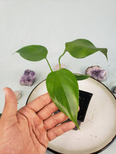 Load image into Gallery viewer, Microstictum, Philodendron
