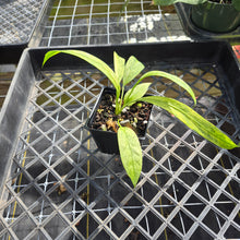 Load image into Gallery viewer, Anthurium Vittarifolium , Exact Plant Variegated Ships Nationwide