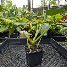 Load image into Gallery viewer, Philodendron Sagittifolium, Tuxtlanum Rubra, Exact Plant Ships Nationwide