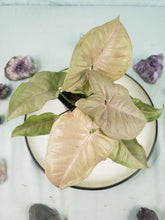 Load image into Gallery viewer, Syngonium Pink Spot Variegated 4" pot, Fedex 2 day*