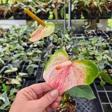 Load image into Gallery viewer, Anthurium Speckled Butterfly Shibori AFF Variegated exact plant, Fedex 2day*