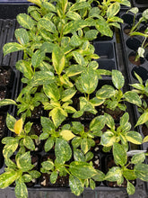 Load image into Gallery viewer, Philodendron Green Congo Nuclear, variegated, 2.5" Pot, Fedex 2 day*