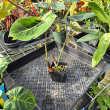 Load image into Gallery viewer, Philodendron Gloriosum, Pink Veined Back, Exact Plant Ships Nationwide