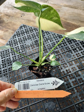 Load image into Gallery viewer, Monstera Creme Brulee , Exact Plant Variegated Ships Nationwide