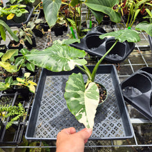Load image into Gallery viewer, Alocasia Odora, Okinawa Silver, Exact Plant Variegated Ships Nationwide