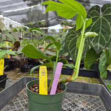 Load image into Gallery viewer, Rhaphidophora Decursiva, Exact Plant Ships Nationwide