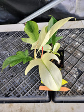 Load image into Gallery viewer, Philodendron Florida Ghost, Exact Plant Ships Nationwide