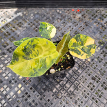 Load image into Gallery viewer, Alocasia Sedenii Aurea Variegated, Exact Plant Ships Nationwide