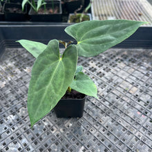 Load image into Gallery viewer, Anthurium Papillilaminum Fort Sherman X (FS X Ralph Lynam) 2.5" pot, Fedex 2day*