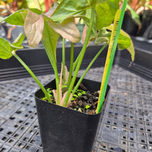 Load image into Gallery viewer, Syngonium Pink Spot Variegated 2.5" pot, Fedex 2day*