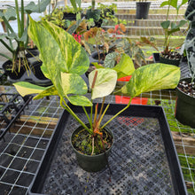 Load image into Gallery viewer, Anthurium Andraeanum White Heart, Exact Plant Variegated Ships Nationwide