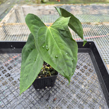Load image into Gallery viewer, Anthurium Papillilaminum Fort Sherman X ( FS X Ralph Lynam), Exact Plant