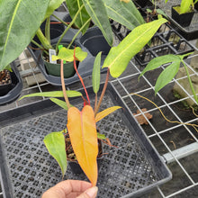 Load image into Gallery viewer, Philodendron Orange Marmalade, Autumn Queen 4" pot, Fedex 2day*