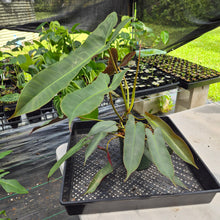 Load image into Gallery viewer, Philodendron Atabapoense exact plant, Fedex 2day*