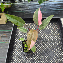 Load image into Gallery viewer, Philodendron Pink Princess Variegated exact plant, Fedex 2day*