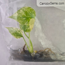 Load image into Gallery viewer, Monstera Deliciosa Legacy variegated tissue culture 2DayAir
