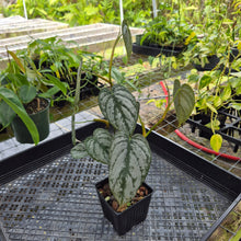 Load image into Gallery viewer, Philodendron Brandtianum, Exact Plant Ships Nationwide