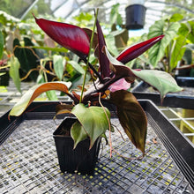 Load image into Gallery viewer, Philodendron Red Heart, Exact Plant