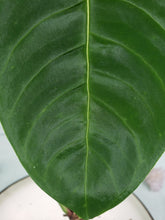 Load image into Gallery viewer, Angamarcanum, Exact Plant, Anthurium