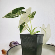 Load image into Gallery viewer, Alocasia Frydek, Exact Plant Variegated with baby