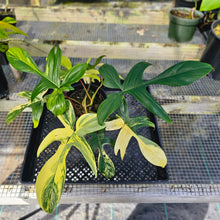 Load image into Gallery viewer, Philodendron Florida Beauty, Exact Plant Variegated 2 growth points