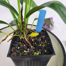 Load image into Gallery viewer, Anthurium Bakeri, Exact Plant Ships Nationwide