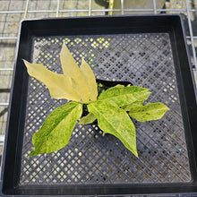 Load image into Gallery viewer, Zamioculcas Zamiifolia Wild Form ZZ Variegated 4" pot, Fedex 2day*