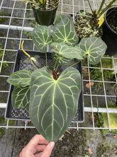 Load image into Gallery viewer, Anthurium Besseae Aff exact plant, Fedex 2day*