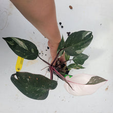 Load image into Gallery viewer, Philodendron Red Anderson, Exact Plant Ships Nationwide