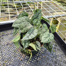Load image into Gallery viewer, Scindapsus Silver Lady, Exact Plant