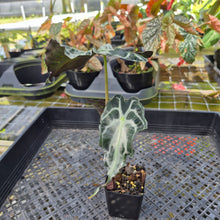 Load image into Gallery viewer, alocasia venom Exact Plant Ships Nationwide